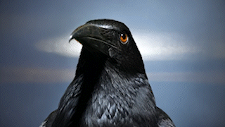 No alternative text found